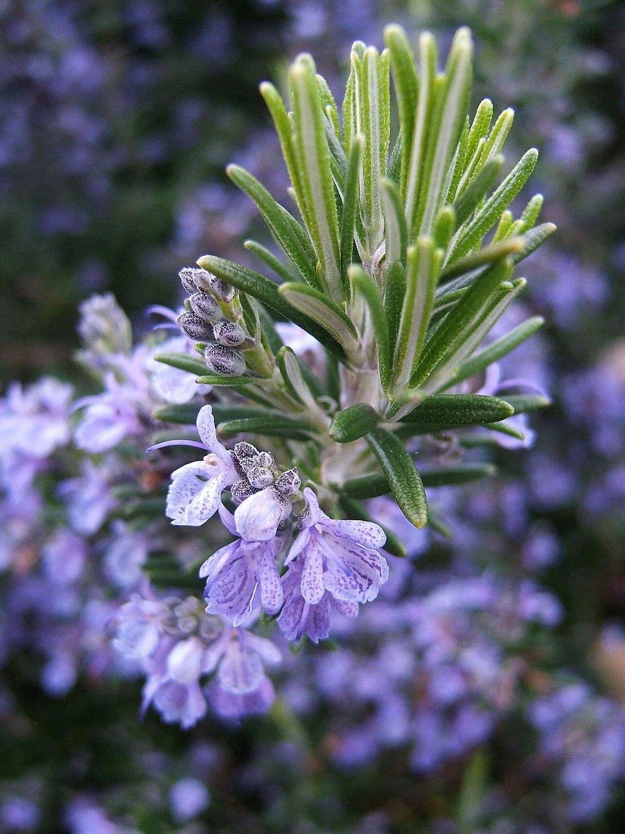File:Rosmarinus officinalis133095382.jpg (image courtesy of THOR, CC BY 2.0, via Wikimedia Commons)